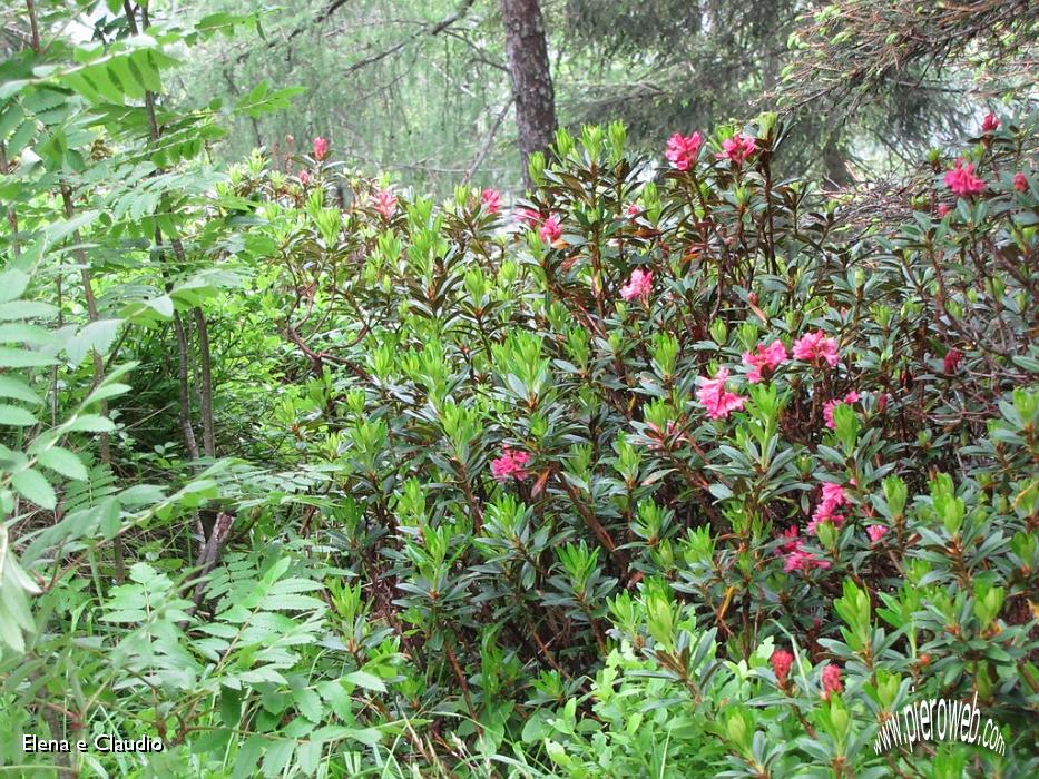 07 Rododendri.JPG